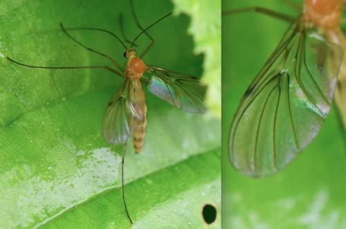 Macrocera sp.